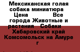 Мексиканская голая собака миниатюра › Цена ­ 53 000 - Все города Животные и растения » Собаки   . Хабаровский край,Комсомольск-на-Амуре г.